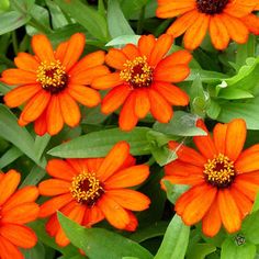 bright orange flowers with green leaves in the foreground and on the far side, there is no image to describe