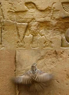 a bird is flying near an egyptian relief