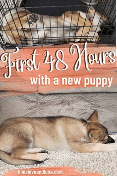 two puppies sleeping in their cage with the words first 4 and new