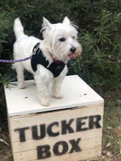 a small white dog standing on top of a wooden box that says tucker's box