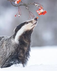 an animal that is standing in the snow with its mouth open and it's tongue out