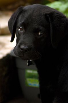 a close up of a black dog sitting on the ground next to a potted plant