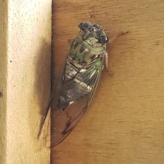 a close up of a fly on a wooden surface with it's wings open