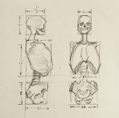 three different views of the human body, from front and back to side with muscles drawn in