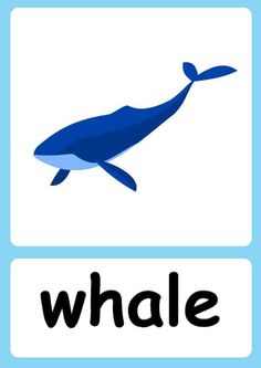 a blue whale with the word whale below it