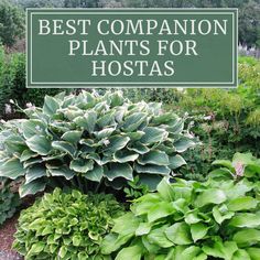 a sign that says best companion plants for hostas in front of some bushes and flowers