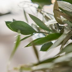 an olive plant with green leaves in a glass vase