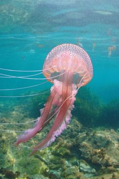 a pink jellyfish swimming in the ocean