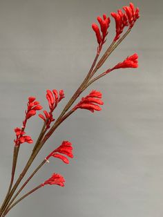 red flowers are in a vase with water on the bottom and grey background behind them