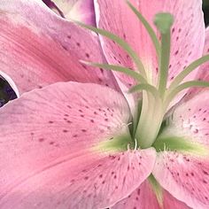 a pink flower with green stamens in the center