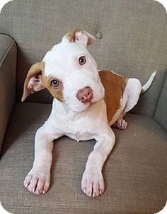 a brown and white dog laying on top of a couch