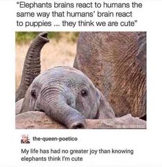 an elephant is laying down with its trunk on top of another elephant's head