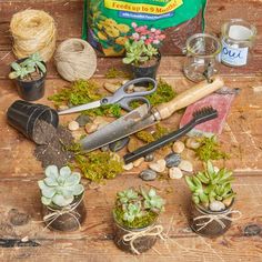 various plants and tools on a wooden table