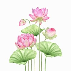 three pink water lilies with green leaves