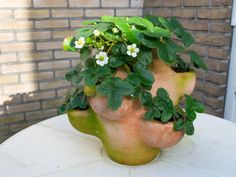 a potted plant sitting on top of a table