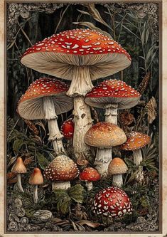 a group of mushrooms sitting on top of a forest floor