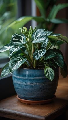 a potted plant sitting on top of a wooden table