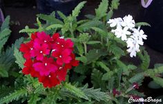 some red and white flowers are growing in the planter next to another flower pot