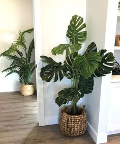 a large plant in a woven basket next to a white wall and wooden flooring