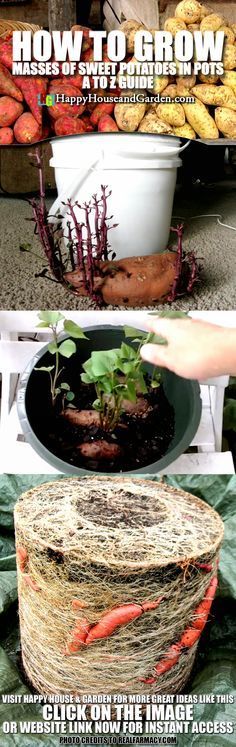 the cover of an article about how to grow vegetables in pots and baskets with text overlay