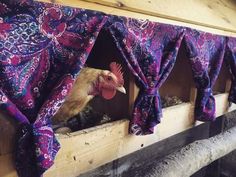 there is a chicken that is looking out the window in the barn with its head sticking out