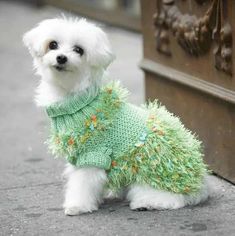 a small white dog wearing a green sweater sitting on the ground next to a wall