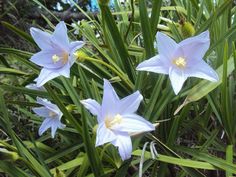 some white flowers are growing in the grass