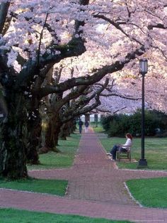 people are sitting on benches under cherry blossom trees in a park with green grass and brick walkway