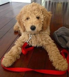 a brown dog laying on top of a wooden floor with a red leash around it's neck