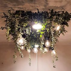 an overhead view of a light fixture with plants growing on it and hanging from the ceiling