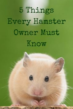 a hamster with the words 5 things every hamster owner must know