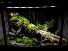 an aquarium filled with green plants and rocks