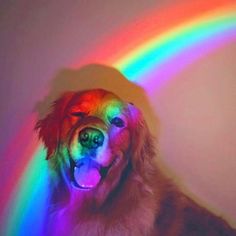 a dog that is standing in front of a rainbow light with its mouth open and tongue out