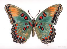 an image of a colorful butterfly on white background