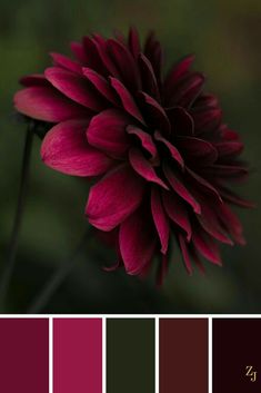 a red flower is shown in the center of color swatches, with other shades to choose from