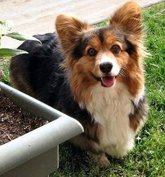 a brown and white dog sitting next to a flower pot