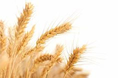 a close up view of some wheat stalks