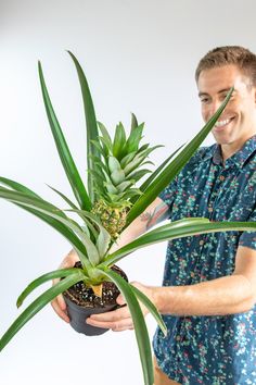 a man is holding a potted pineapple plant