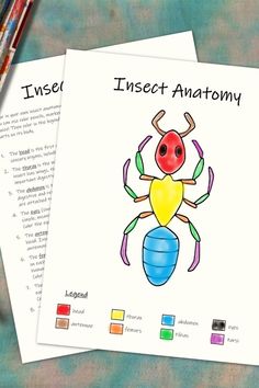 two sheets of paper with an insect drawn on them next to some colored pencils