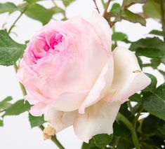 a pink and white rose is blooming on a branch with green leaves in front of a white background