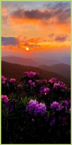 the sun is setting over some flowers on top of a hill with mountains in the background