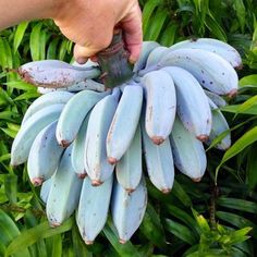 a bunch of unripe bananas being held by a person's hand over some green leaves