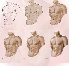 an image of male muscle step by step