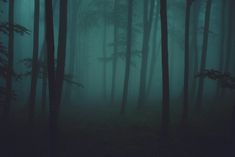 a forest filled with lots of tall trees covered in fog