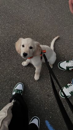 a small white dog sitting on top of a street next to someone's feet