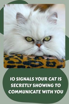 a white cat with green eyes laying on a leopard print blanket and the caption reads, 10 signals your cat is actively showing to communicate with you