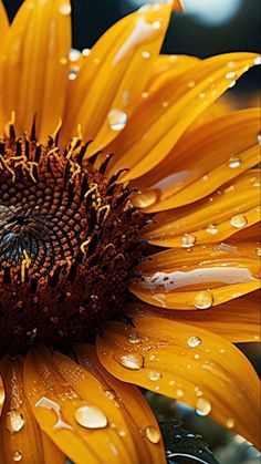 a sunflower with water droplets on it