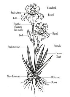 the parts of a flower with labels