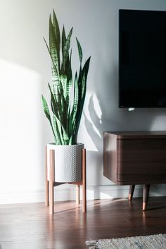 a potted plant sitting on top of a wooden table in front of a tv