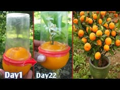 there are three pictures with oranges in them and one has a plant inside it